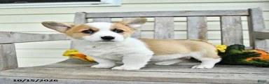 DG