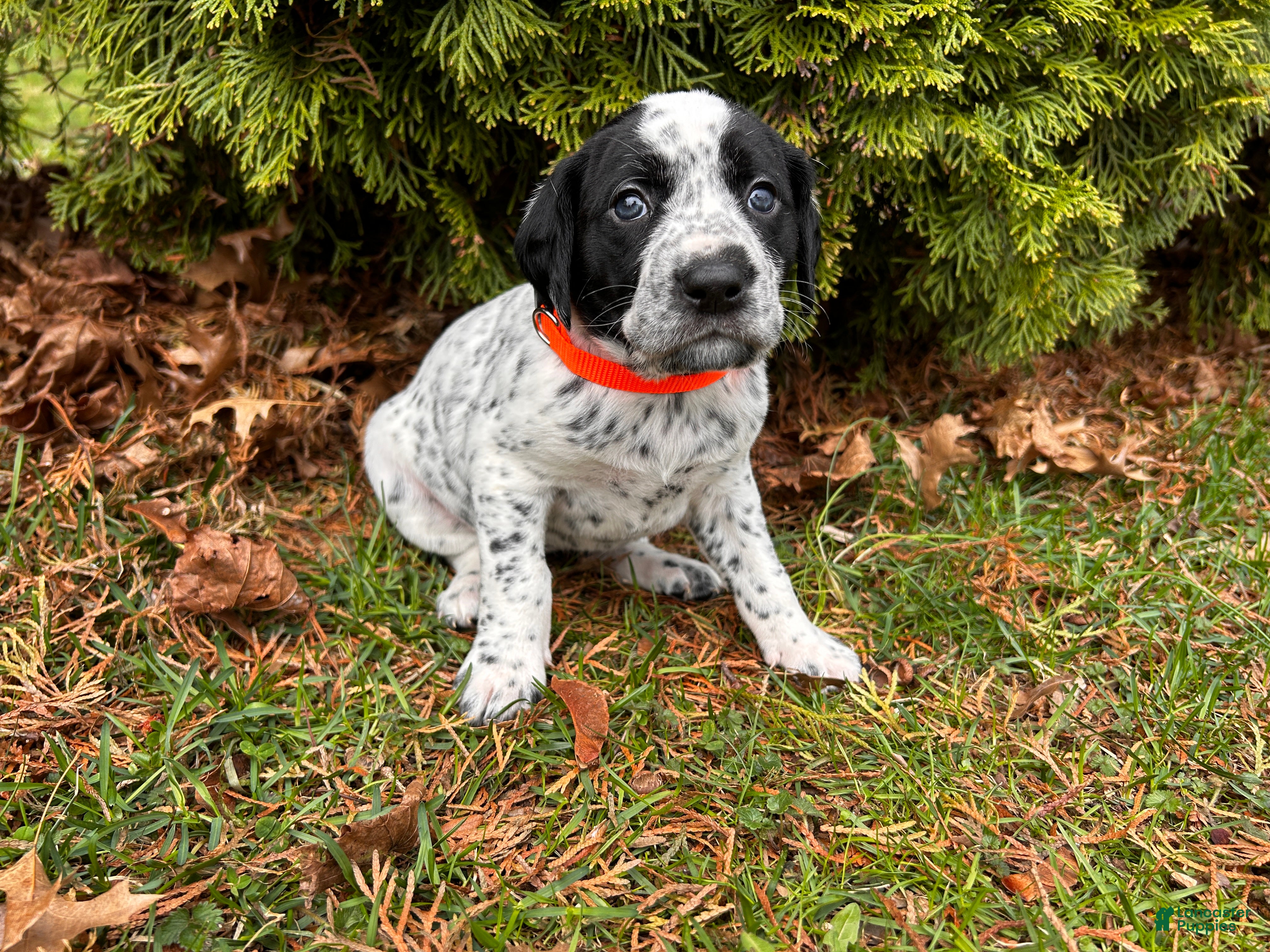 Mixed Breed dogs 🐨Dalmatian/GSP Ready Now - Ad 1