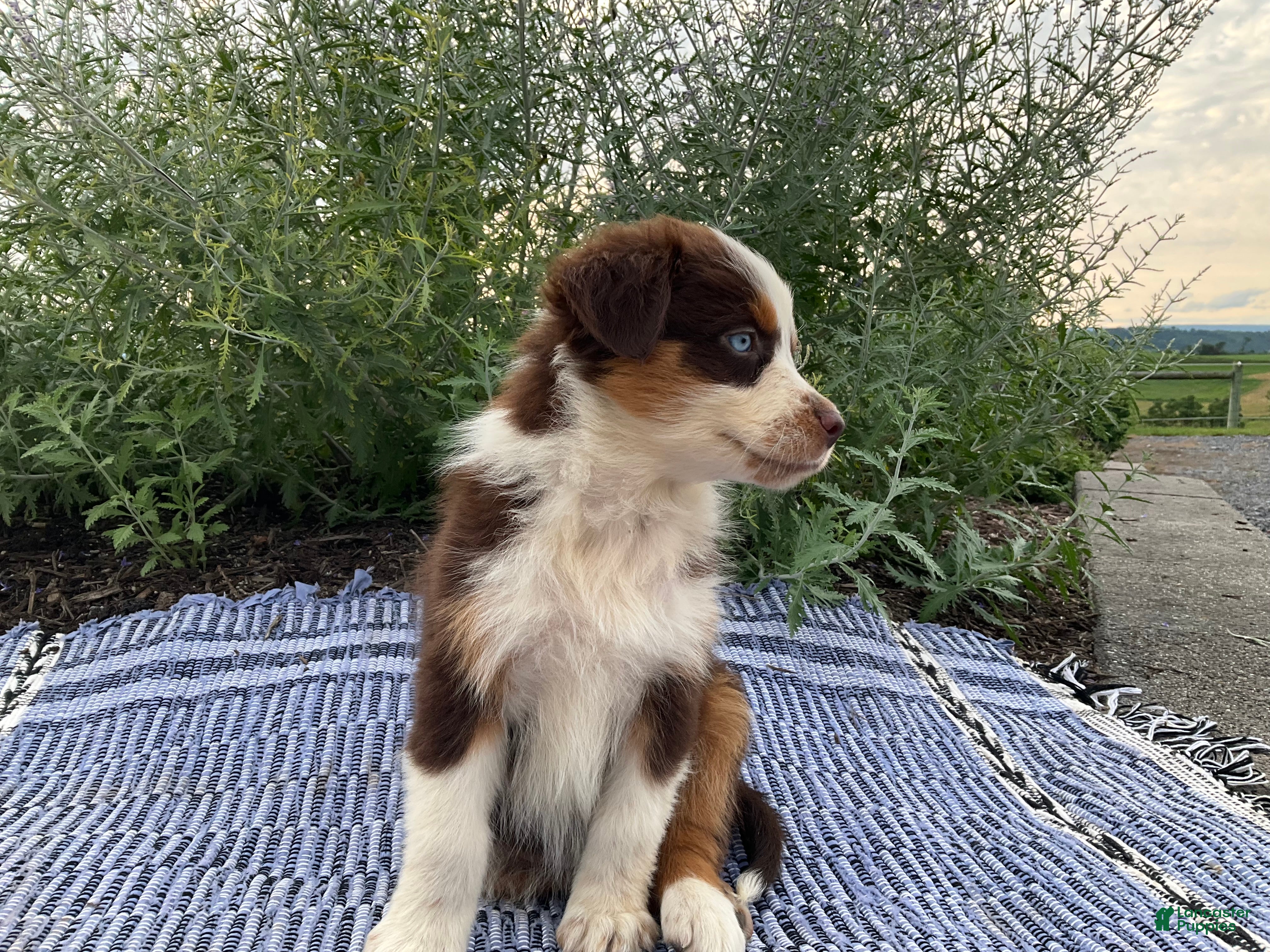 Australian Shepherd dogs Cheyanne - Ad 2
