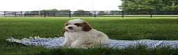 Mini Goldendoodle dogs for sale: Ranye  - Ad 2