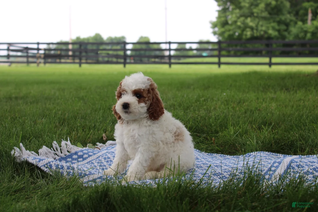 Mini Goldendoodle dogs for sale: Ranye  - Ad 2
