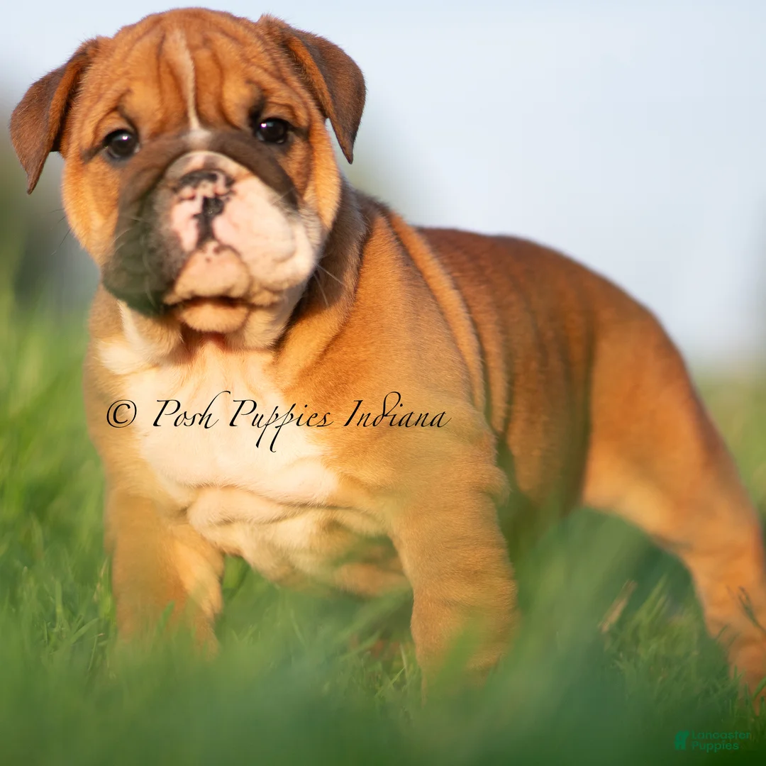 English Bulldog dogs for sale: Duchess AKC - Ad 1