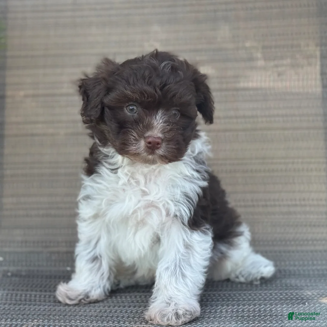 Pomapoo dogs for sale: Jace - Ad 4