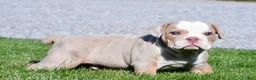 Beabull dogs for sale: Myles - Ad 9