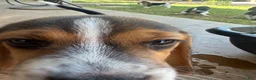 Beagle dogs for sale: Rojo - Ad 3