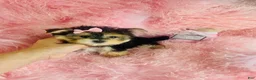 Morkie dogs for sale: Morkie 3 - Ad 2