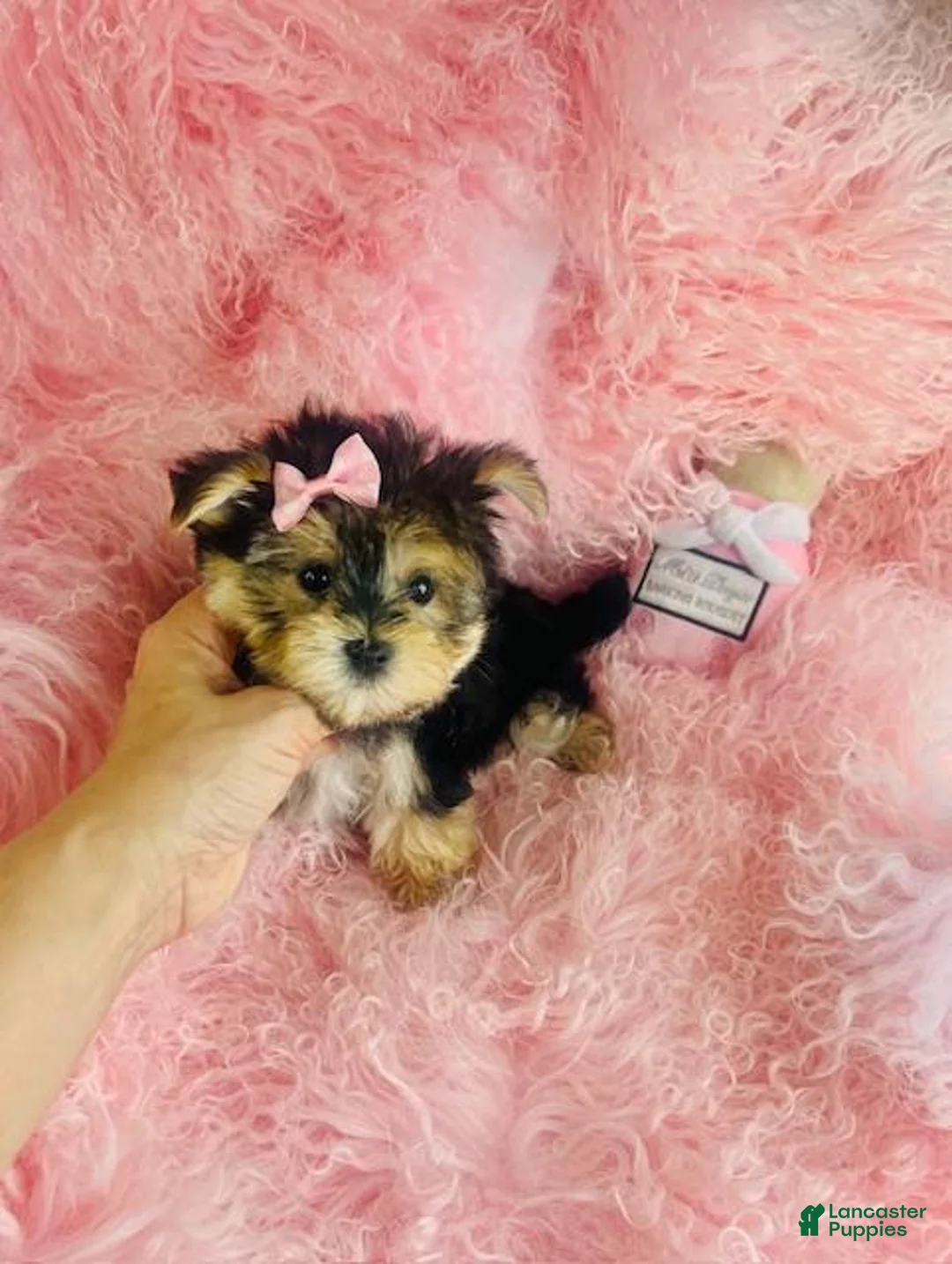 Morkie dogs for sale: Morkie 3 - Ad 2