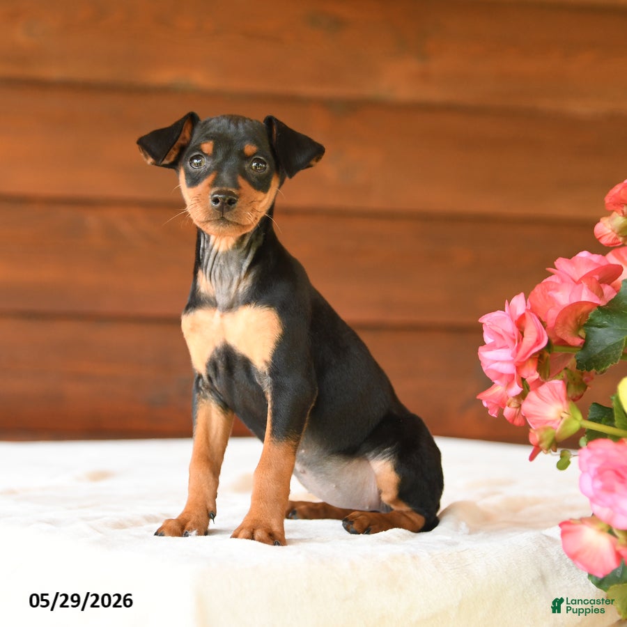 Miniature Pinscher dogs Cuddles - Ad 2
