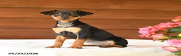 Miniature Pinscher dogs for sale: Cuddles - Ad 2