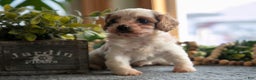 Cavapoo dogs for sale: Candy - Ad 3
