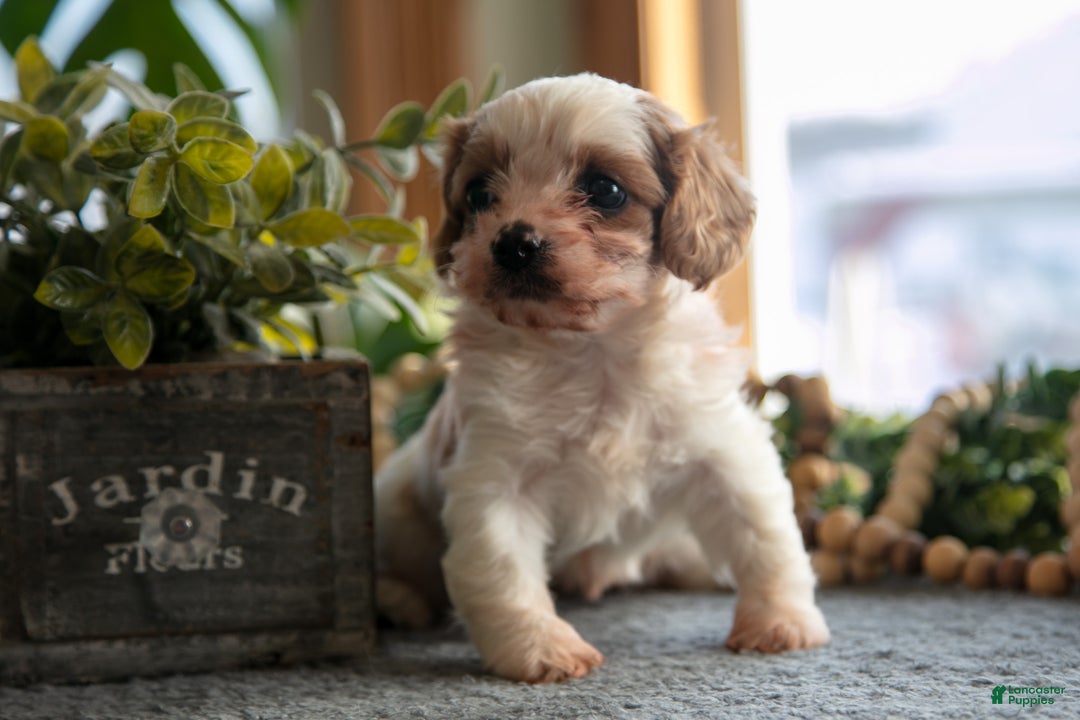 Cavapoo dogs for sale: Candy - Ad 3