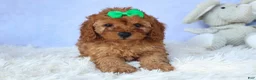 Cavapoo dogs for sale: TRAVIS - Ad 13
