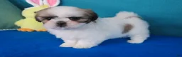Shih Tzu dogs for sale: Toby - Ad 4