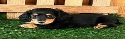 Miniature Dachshund dogs for sale: Tony - Ad 4