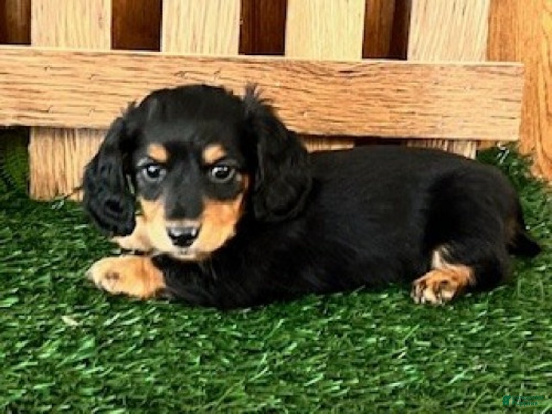 Miniature Dachshund dogs for sale: Tony - Ad 4