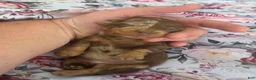 Miniature Dachshund dogs for sale: Pearl - Ad 17