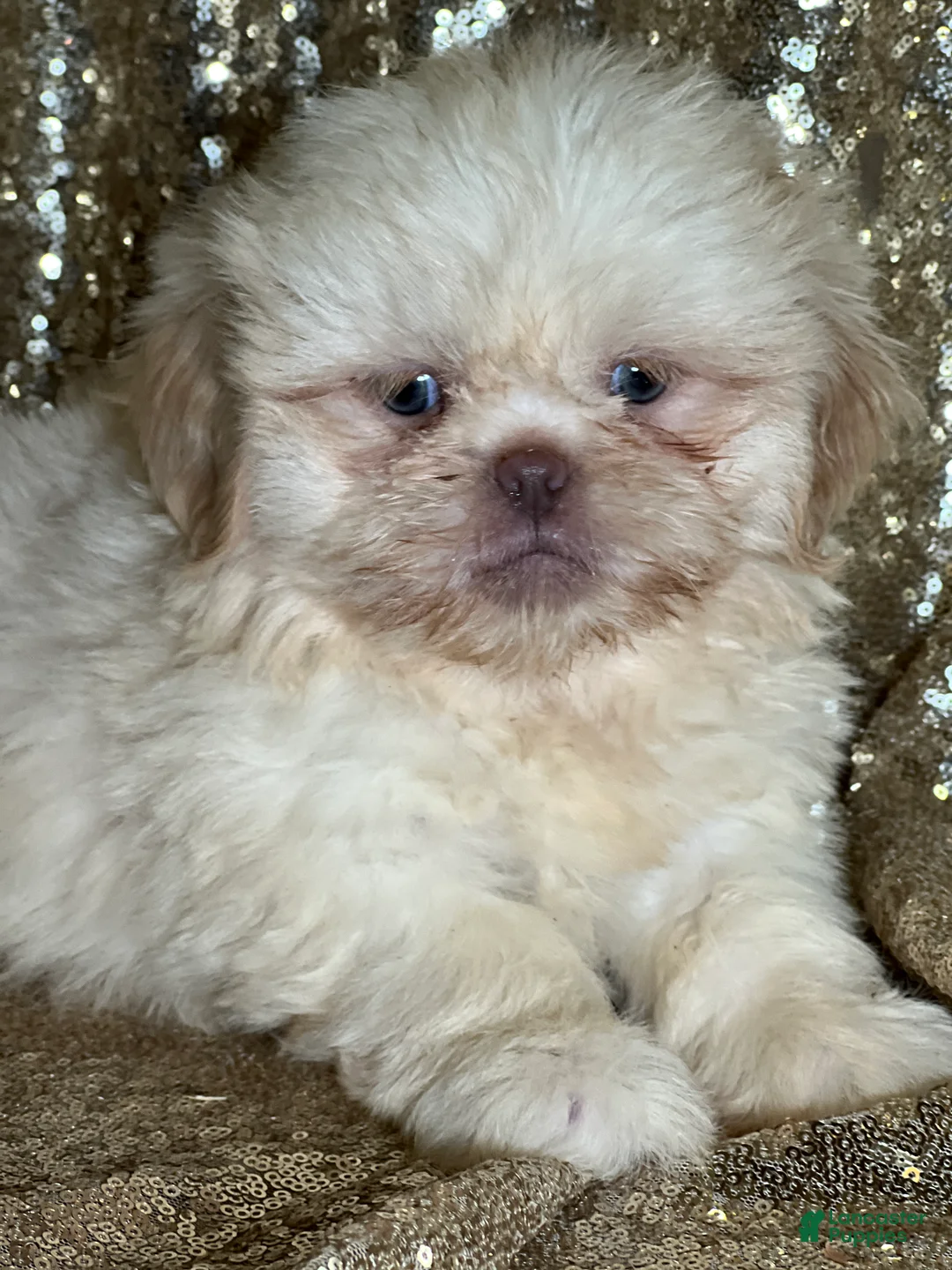 Shih Tzu dogs for sale: Cream - Ad 3