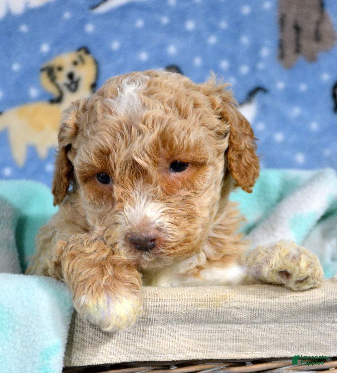 Miniature Poodle dogs for sale: Miniature Poodle Puppy 3 Paisley - Ad 2