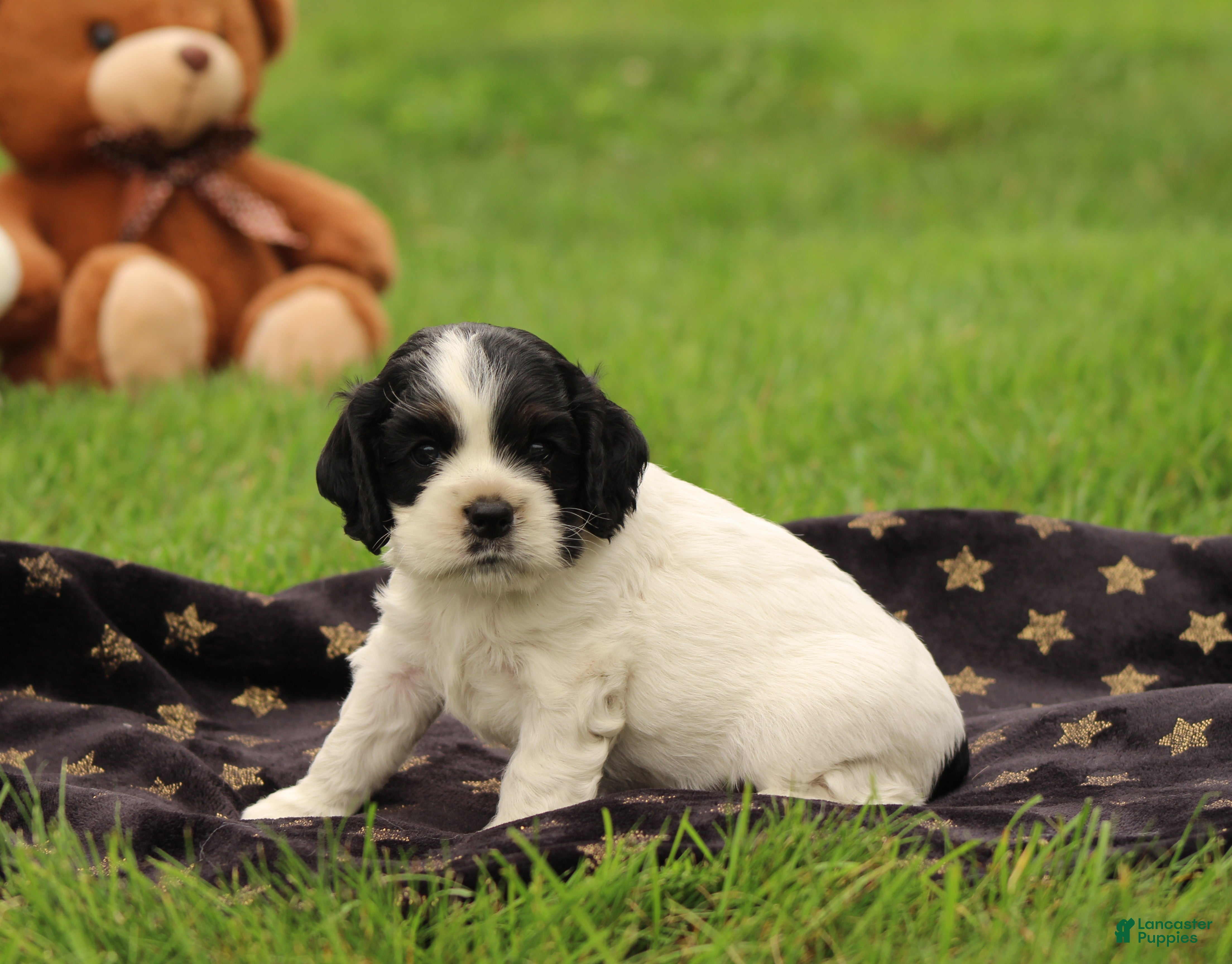Cocker Spaniel dogs Willow - Ad 1