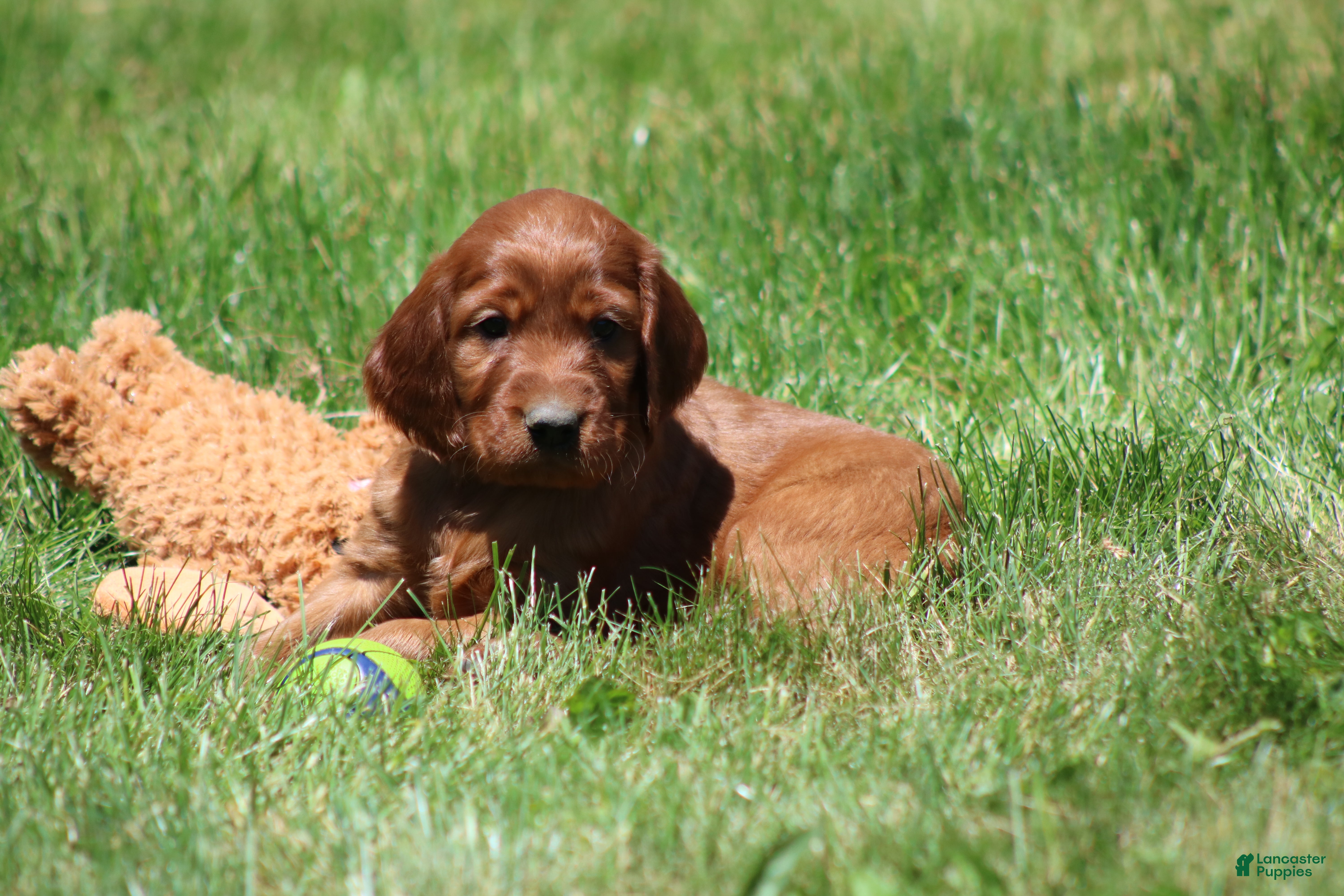 Irish Setter dogs Romeo - Ad 2