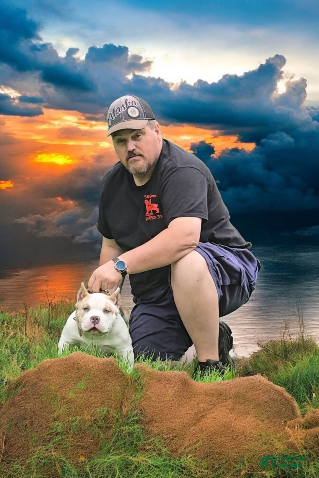 American Bully dogs for stud: American Bully 1 puppies - Ad 3