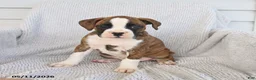 Boxer dogs for sale: Ruby - Ad 5