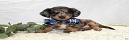 Miniature Dachshund dogs for sale: King - Ad 1