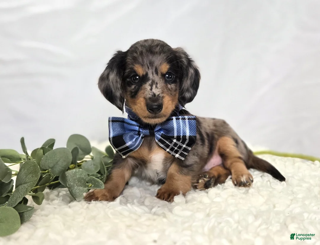 Miniature Dachshund dogs for sale: King - Ad 1