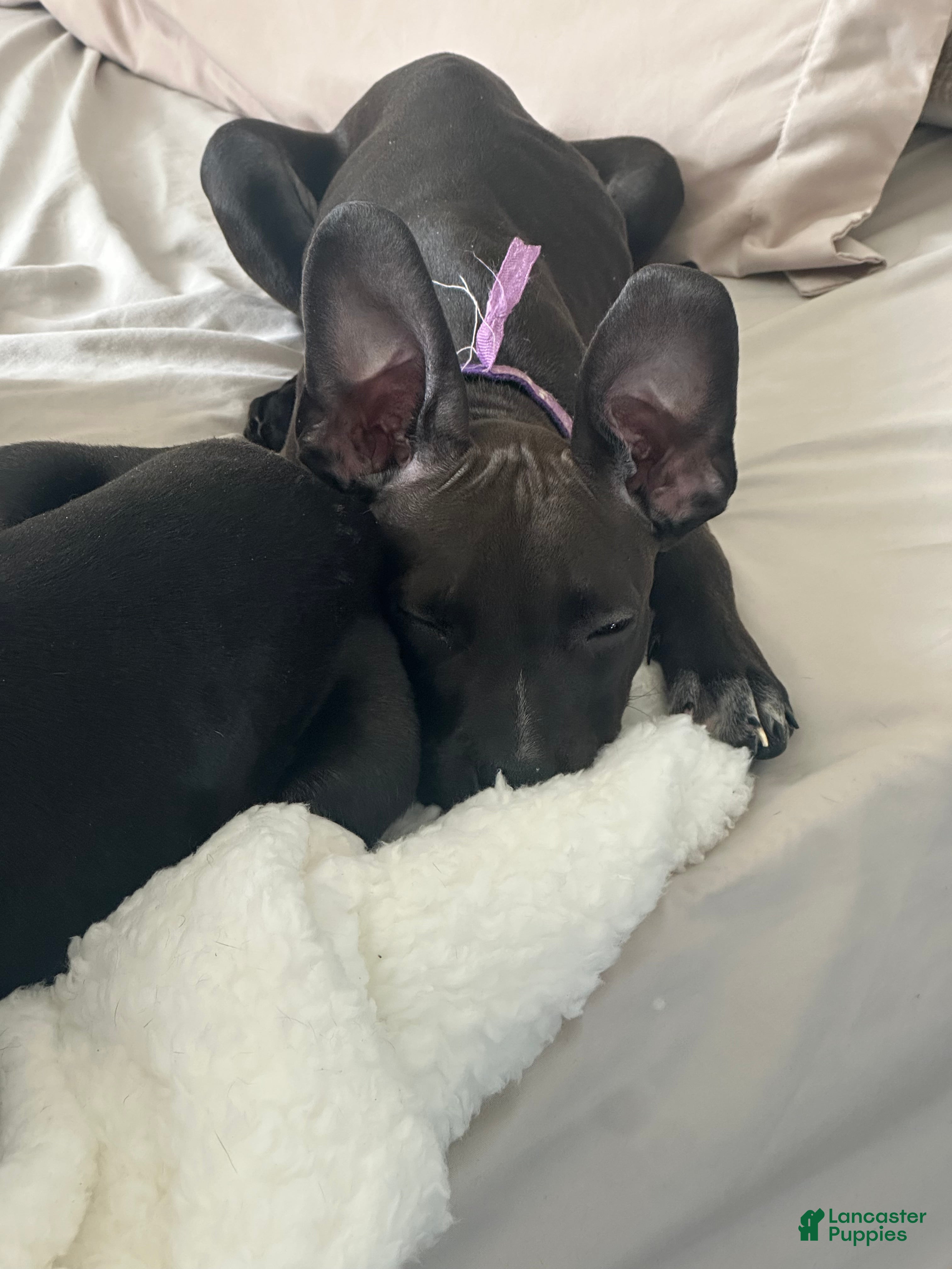 Mixed Breed dogs 🐾 Meet Our Adorable “Mini Mama”! 🐶💖 - Ad 15