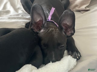 Mixed Breed dogs 🐾 Meet Our Adorable “Mini Mama”! 🐶💖 - Ad 17