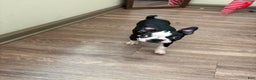 Boston Terrier dogs for sale: Boston Terrier Puppy 1 - Ad 3