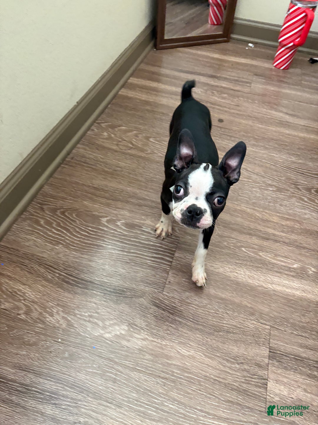 Boston Terrier dogs for sale: Boston Terrier Puppy 1 - Ad 3