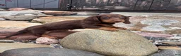 Miniature Dachshund dogs for sale: Miniature Dachshund Puppy 1 - Ad 2