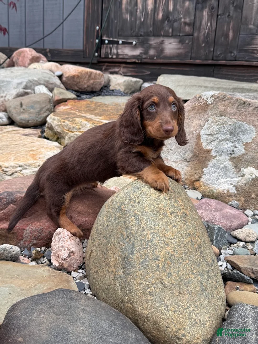 Miniature Dachshund dogs for sale: Miniature Dachshund Puppy 1 - Ad 2