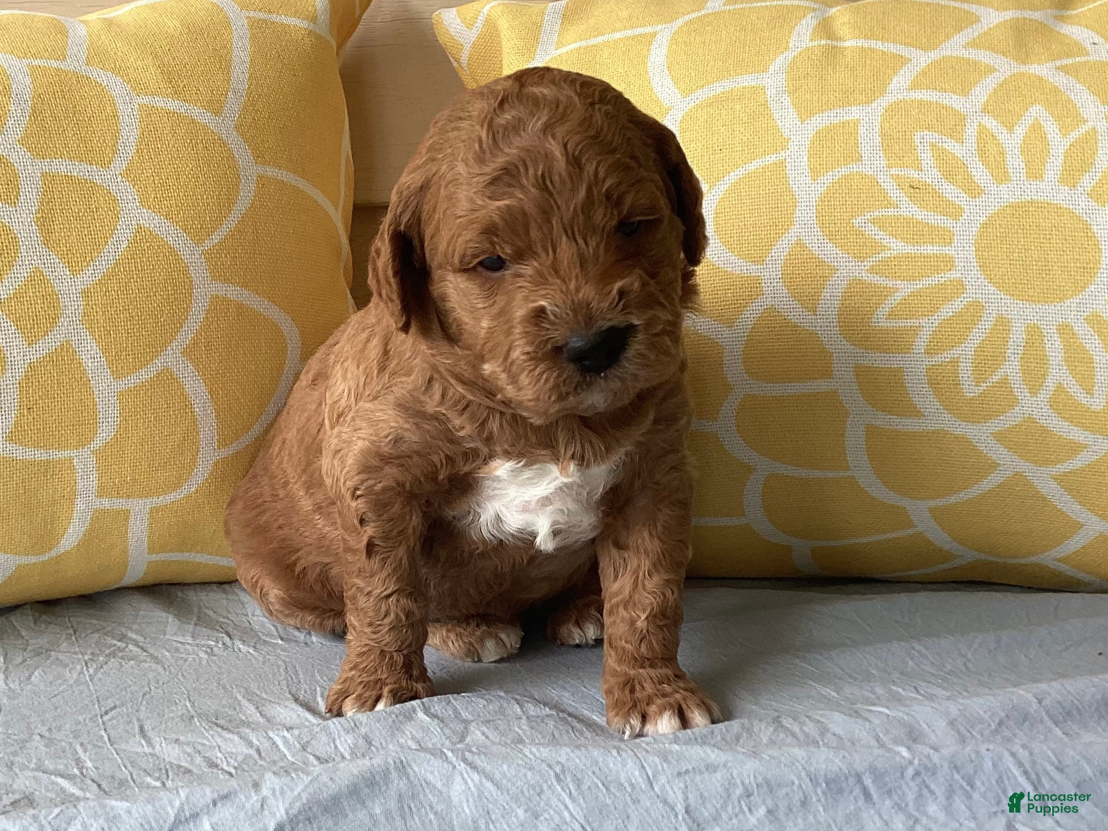 Mini Goldendoodle dogs Mini Goldendoodle “Axel” - Ad 1