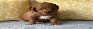 Mini Goldendoodle “Axel”