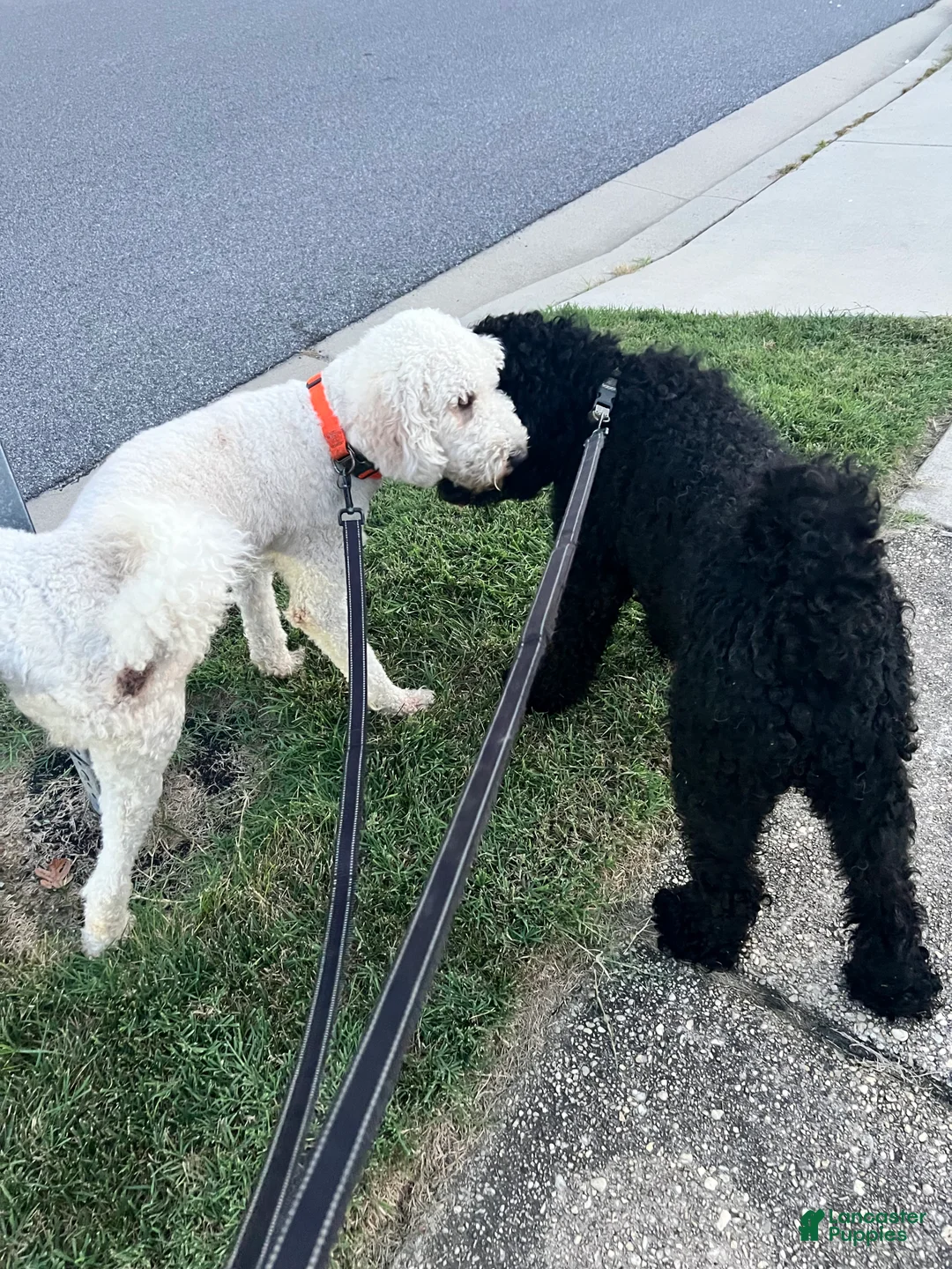 Labradoodle dogs for sale: Amethyst - Ad 2