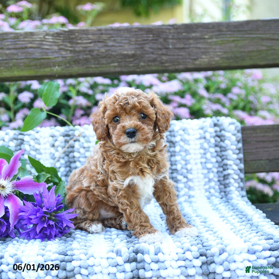 Miniature Poodle dogs for sale: Colby - Ad 1