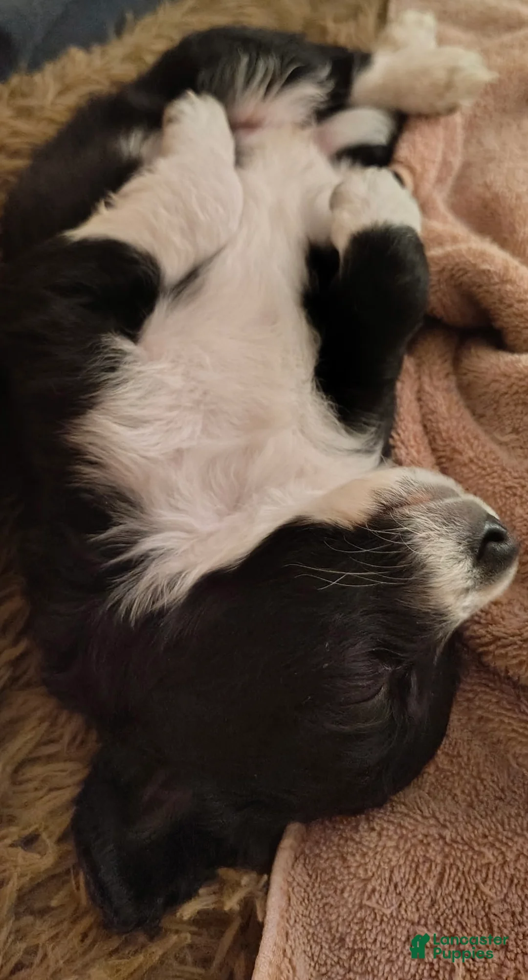 Aussiedoodle dogs for sale: Socks  - Ad 2