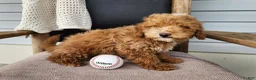 Mini Bernedoodle dogs for sale: Spencer - Ad 12