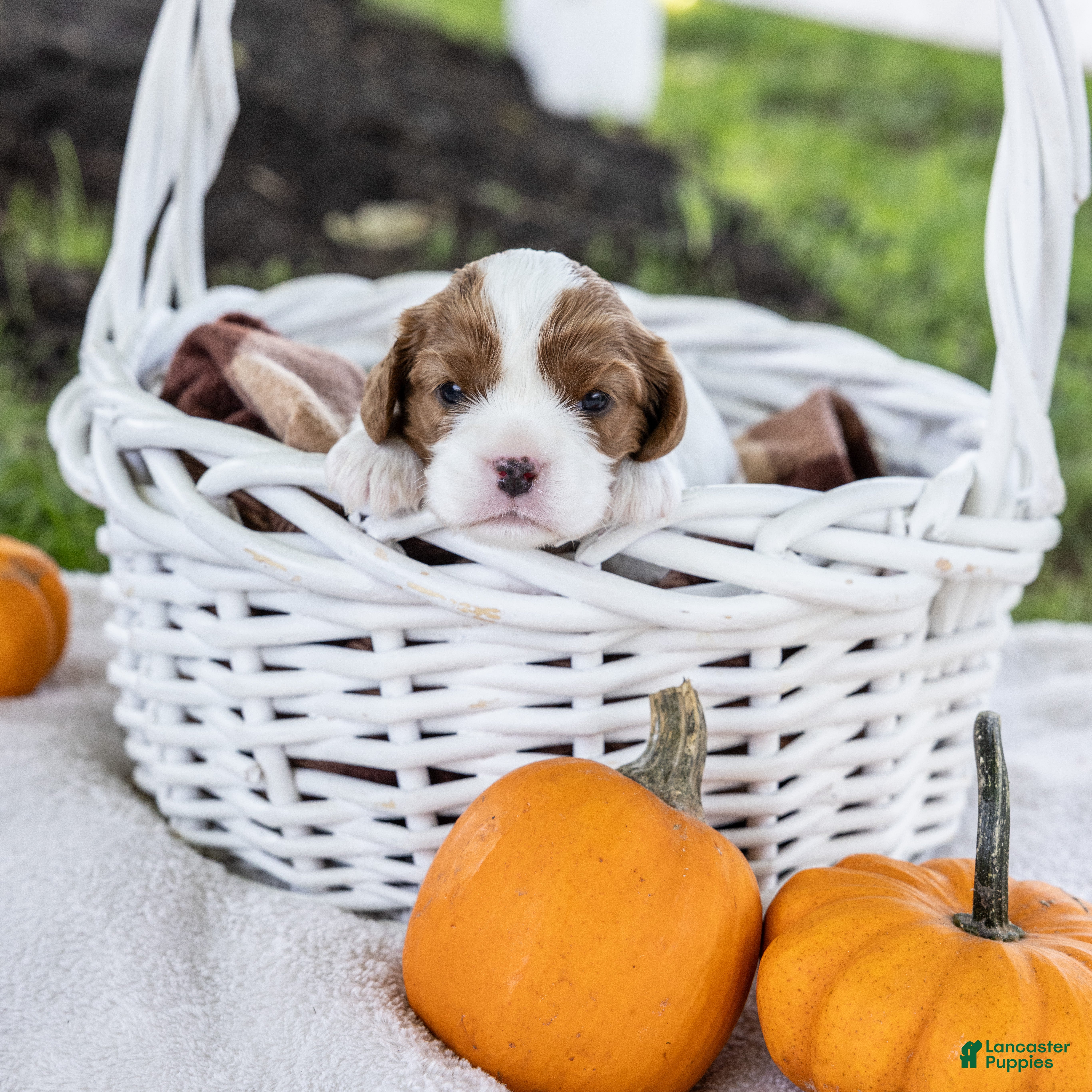 Cavalier King Charles Spaniel dogs Hazelnut - Ad 1