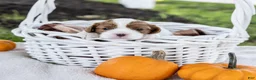 Cavalier King Charles Spaniel dogs for sale: Hazelnut - Ad 1