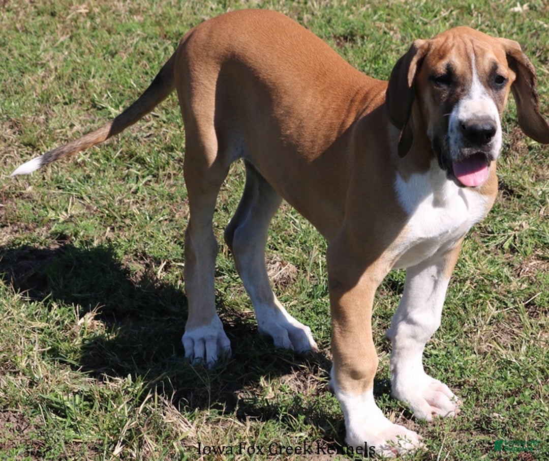 Great Dane dogs for sale: Great Dane Puppy 4 - Ad 3