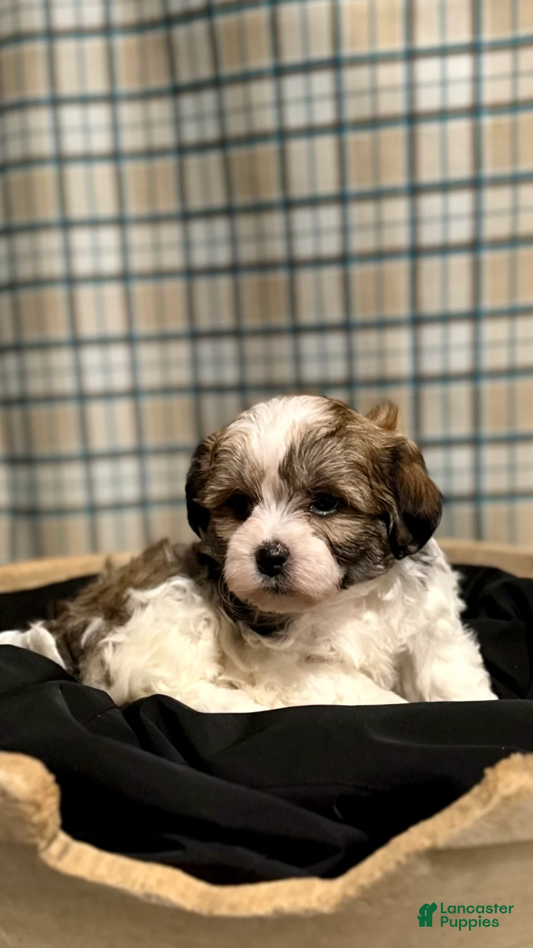 Teddy Bear dogs for sale: LANCE - Ad 1