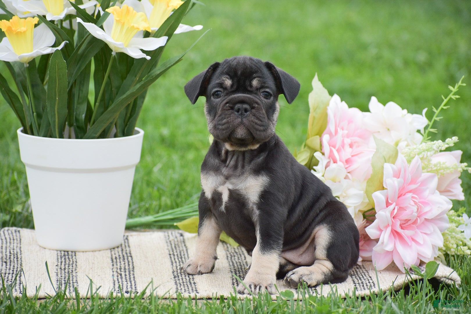French Bulldog dogs Violet - Ad 1