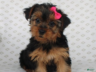 Bichpoo dogs - Ad 36