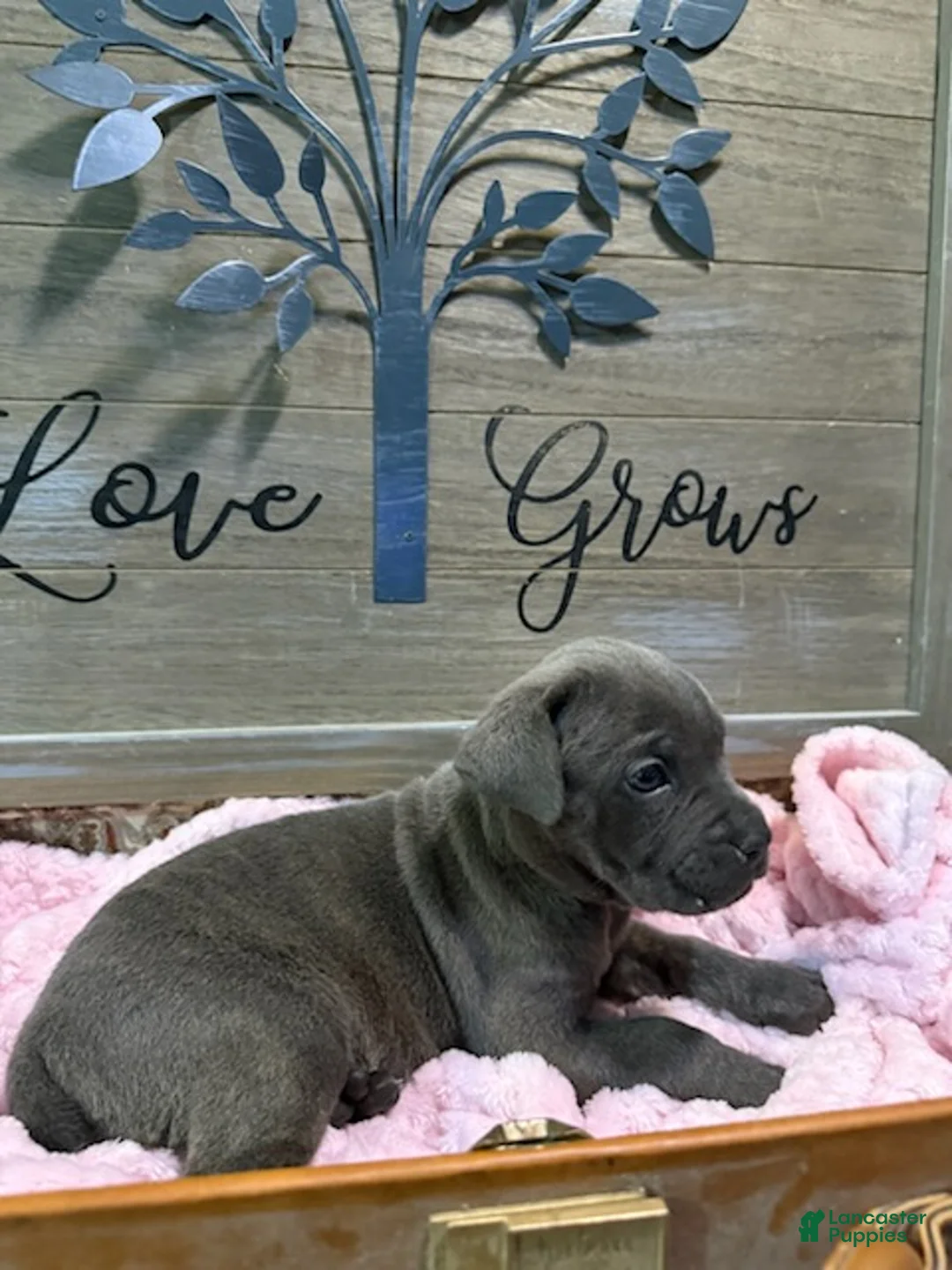 Cane Corso dogs for sale: Girl 1 - Ad 2