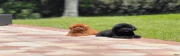 Toy Poodle dogs for sale: Batman - Ad 2