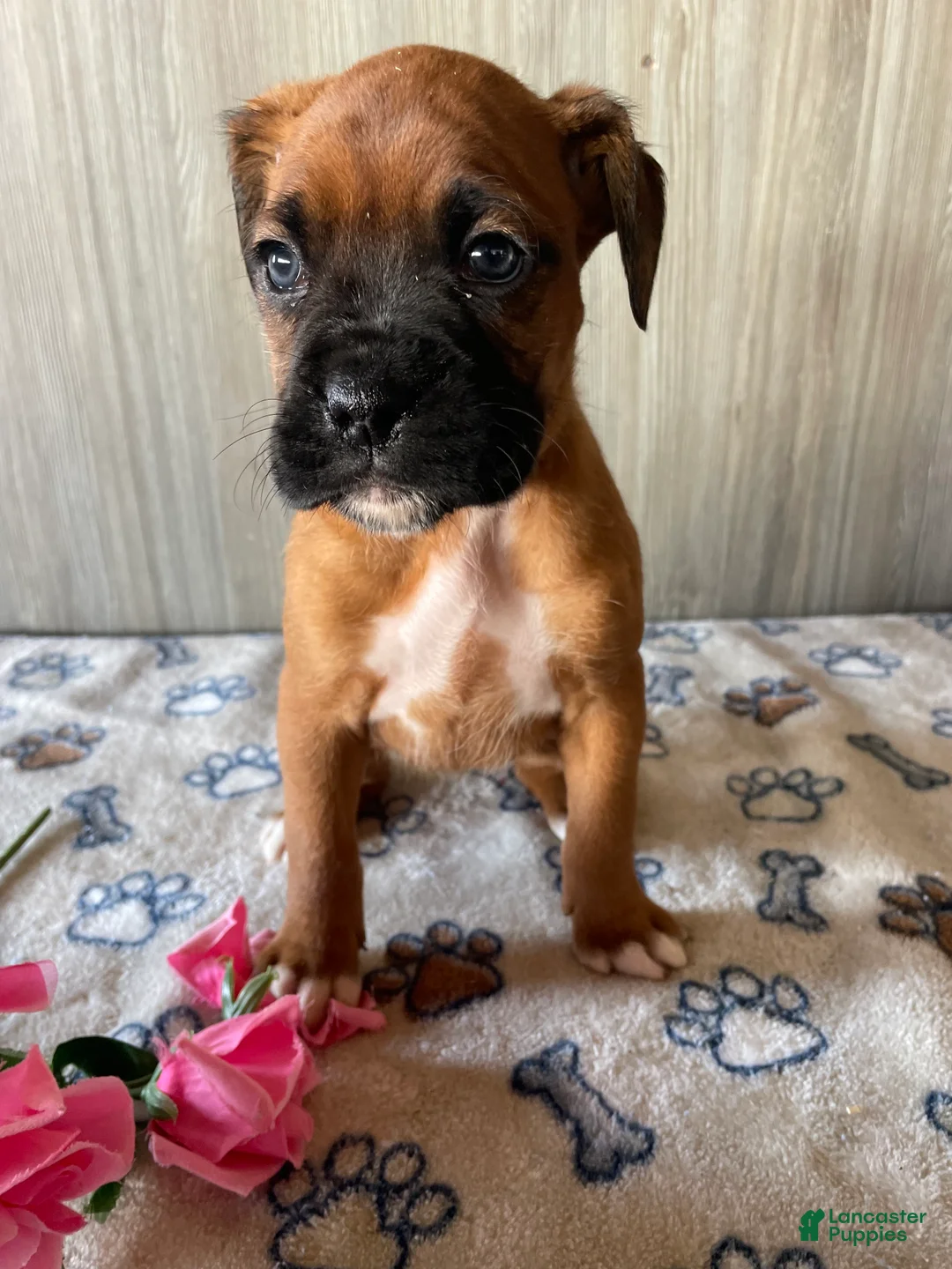 Boxer dogs for sale: Bella - Ad 3