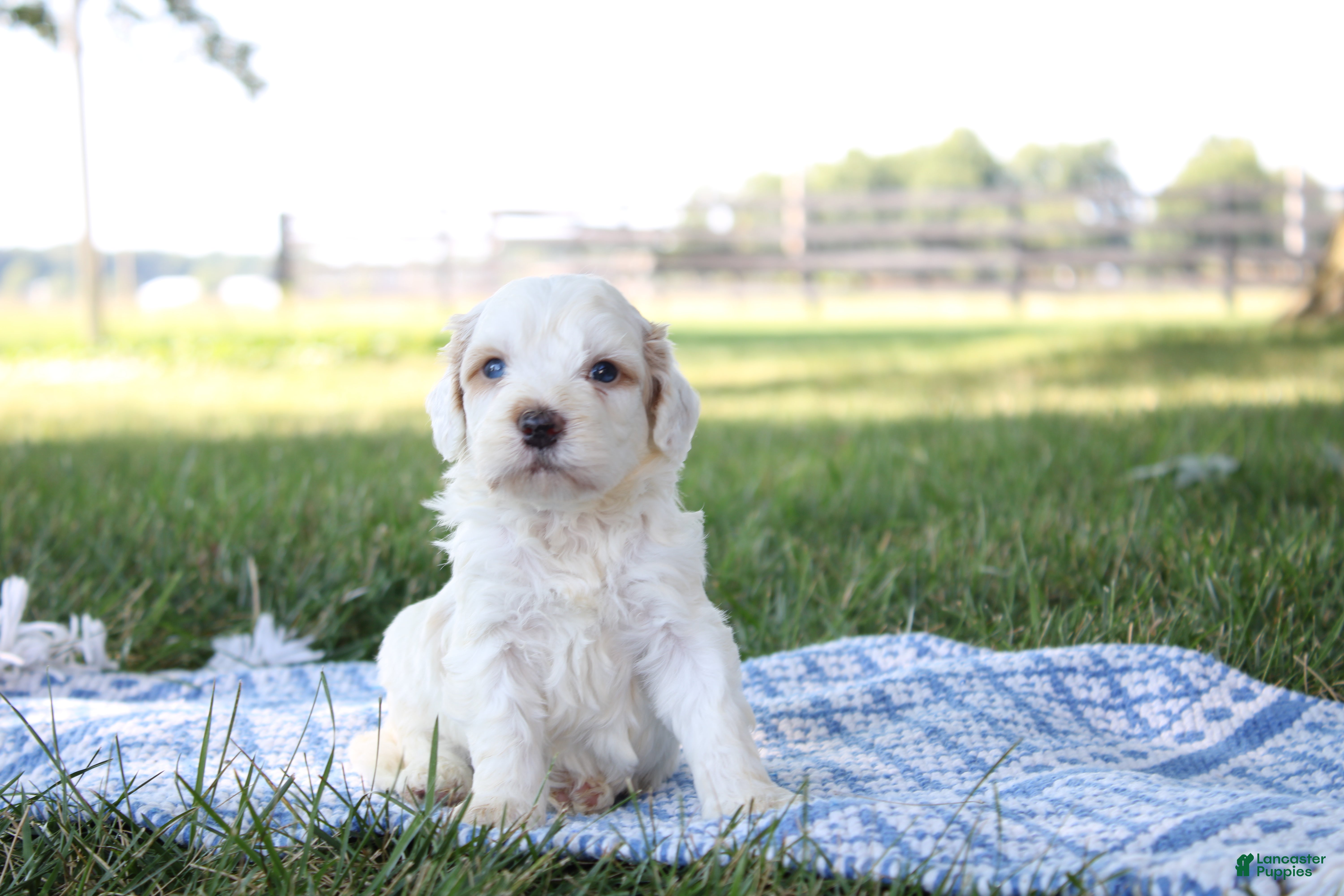 Mini Goldendoodle dogs Vlad - Ad 2
